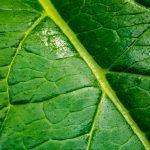 Detailed macro photo of a green leaf highlighting its intricate vein pattern and texture.