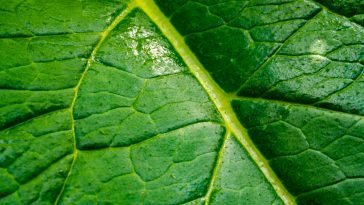 Detailed macro photo of a green leaf highlighting its intricate vein pattern and texture.