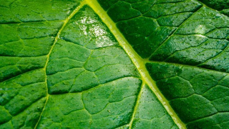 Detailed macro photo of a green leaf highlighting its intricate vein pattern and texture.