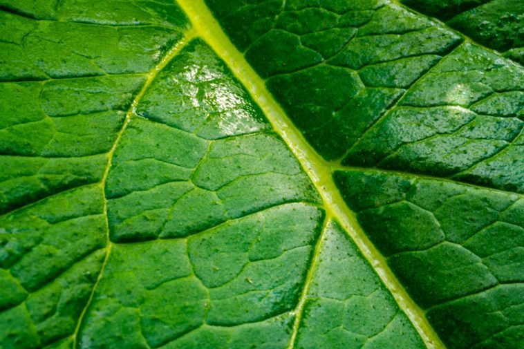 Detailed macro photo of a green leaf highlighting its intricate vein pattern and texture.