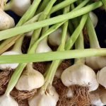 Growing Greens Without the Drama